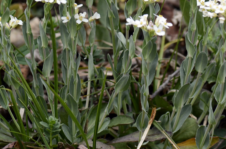 Microthlaspi perfoliatum (=Thlaspi perfoliatum ) / Erba storna perfogliata